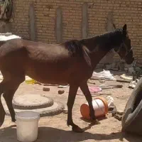 مادیان شکم طلا