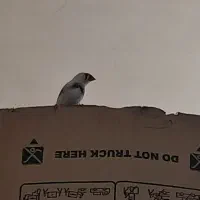 معاوضه فنچ|پرنده|شاهرود, |دیوار