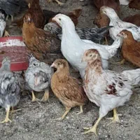 جوجه مرغ بومی جهادی مشکی گلپایگانی