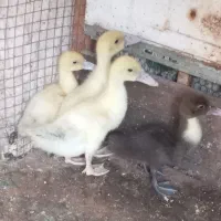 بچه اردک اسرائیلی ۲۰ روزه