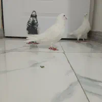 سه عدد کبوتر عالی|پرنده|رشت, یخسازی|دیوار