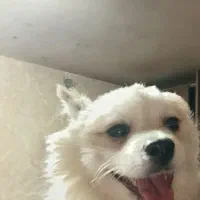 پامر مخصوص آپارتمان