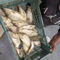 ماهی کپور از سه بند به بالا
