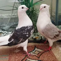 فروش جفت دوکت پرشی بندرلنگه