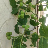 هرس فرم دهی و باردهی درختان میوه توسط استاد هرس|خدمات باغبانی و درختکاری|تبریز, |دیوار