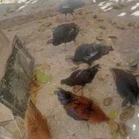 فروشی خروس 4عدد وار 2عدد 3عدد بوقلمون|حیوانات مزرعه|نورآباد, |دیوار