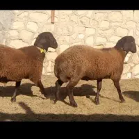 شیشک قوچ های همو