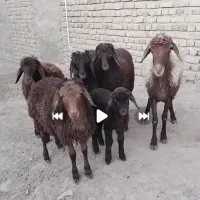 فروش ۴ راس بره ماده افشاری سبک  و ۱ راس میش زاییده