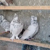 کبوتر ناب|پرنده|وحیدیه, |دیوار