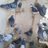 تیپ جوجه آلمانی