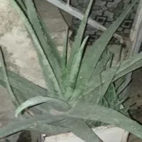 گل الوورا