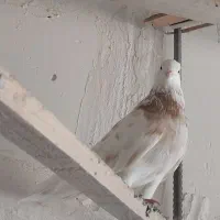 ساری چیل و دمبی سیاه|پرنده|ارومیه, |دیوار