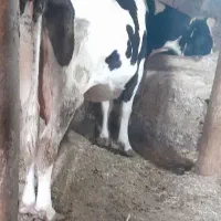 گاو و گوساله ماده شیر ی