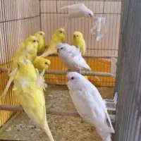 سلام مرغ عشق هلندی و پروانه ای معاوضه باقناری