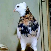 کفتر شاگرد جوشکار