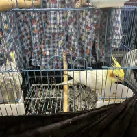 طوطی عروس هلندی جفت|پرنده|آمل, |دیوار