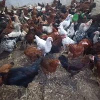 مرغ و خروس ۷ ماهه