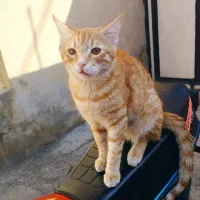 واگذاری|گربه|سقز, |دیوار