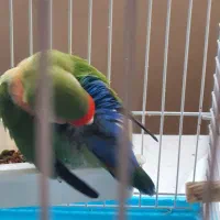 کوتوله ماده بالغ زیبا