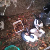 خرگوش|موش و خرگوش|زبرخان, |دیوار