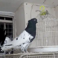 چندعدد کبوتر پربازی دار دورنگ|پرنده|گنبکی, |دیوار