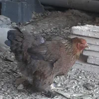 مرغ و خروس برهما