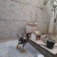 خروس گلپایگانی چهل تاج