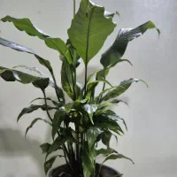 اسپاتی فیلوم چند بوته وپر مناسب هدیه وروز دختر