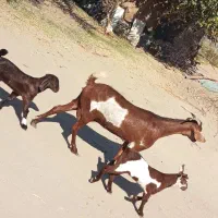 بز دوقلو زا مناسب