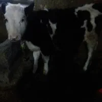 گوساله|حیوانات مزرعه|جونقان, |دیوار