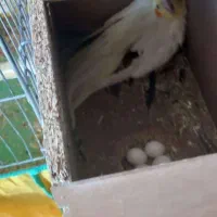 یک جفت عروس هلندی کار