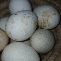 تخم بوقلمون بربون|حیوانات مزرعه|دزفول, |دیوار