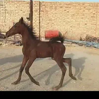 اسب مادیان و کره|اسب و تجهیزات اسب‌سواری|شیراز, شاهچراغ|دیوار