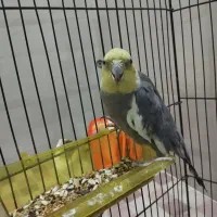 عروس هلندی|پرنده|کیانشهر, |دیوار