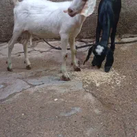 دوعدد بز نیدی