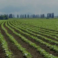 ۱۰ هزار متر زمین کشاورزی سرخط اصلی