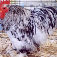 خروس با سه تا مرغ کوشین فروشی