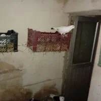 کبوتر|پرنده|سراب, |دیوار