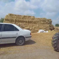 پرس شالی وزن بالا