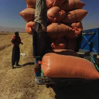 کاه لوبیا چیتی لرستان ازنا