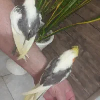 جوجه عروس هلندی