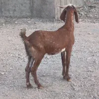 بز دورگ قیمت 8300ت