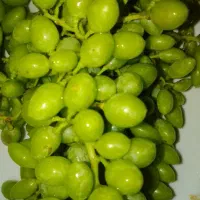 غوره انگور دیوانه برغمد