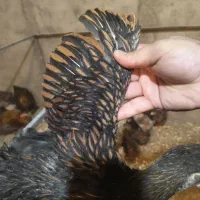 جوجه ، مرغ ، خروس ویاندوت|حیوانات مزرعه|اصفهان, نقش جهان|دیوار