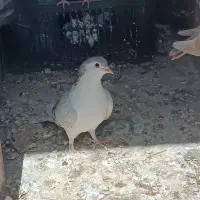 ماده نقره ای سینه واز