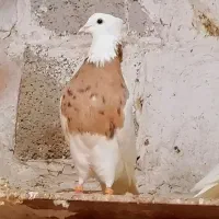 نسل برتر طوقی