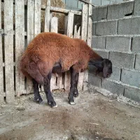 بره نر چاق خوش خوراک