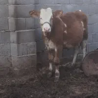 گوساله ماده سمینتال اصل. بهترین نژاد برای نگهداری