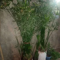 گل مرداب بزرگ با گلدان
