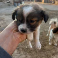 فروش توله پاپی|سگ|ساوه, |دیوار